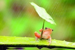 湖北迎入梅后最强降雨 启重大气象灾害4级响应